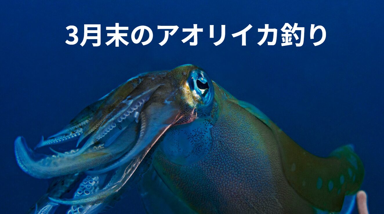 【3月下旬】和歌山・南紀のアオリイカ釣り｜エギング・ウキ釣り・ヤエン釣りの特徴と注意点。釣太郎