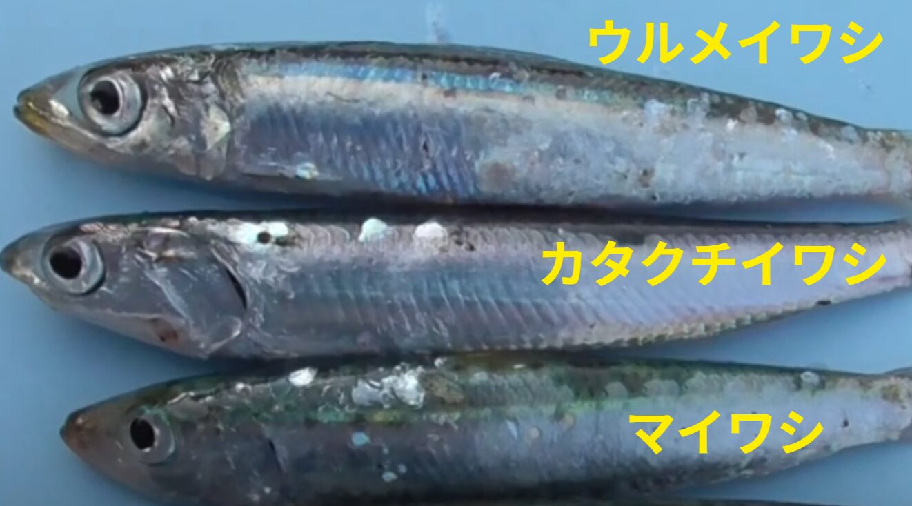 イワシの見分け方】マイワシ・ウルメイワシ・カタクチイワシの違いと