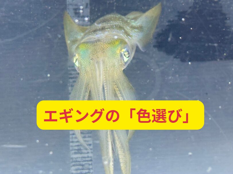 アオリイカは、人間の様に多くの色を識別できないという研究結果があります。釣太郎