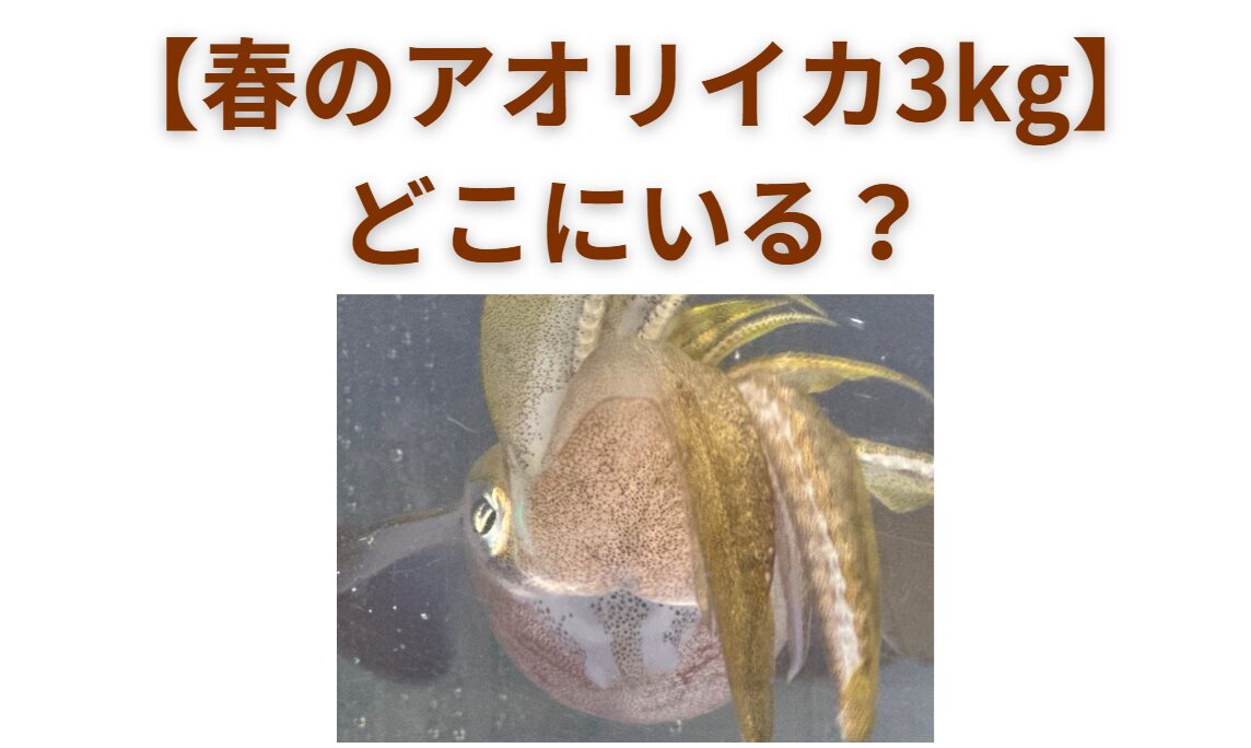 春の大型アオリイカの特徴。産卵期を迎えるため、接岸する。釣太郎