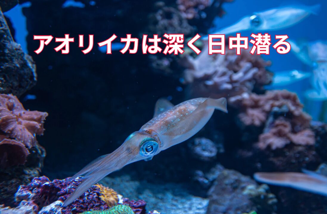 アオリイカは陽が昇ると深場に移動するため釣り難くなります。釣太郎