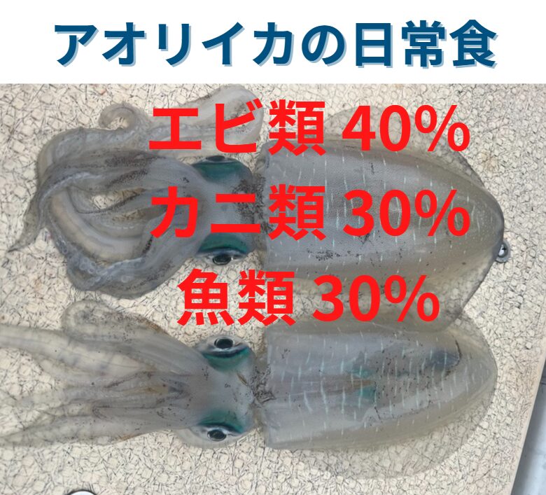 アオリイカは魚よりエビ、カニを好んで食べている。釣太郎