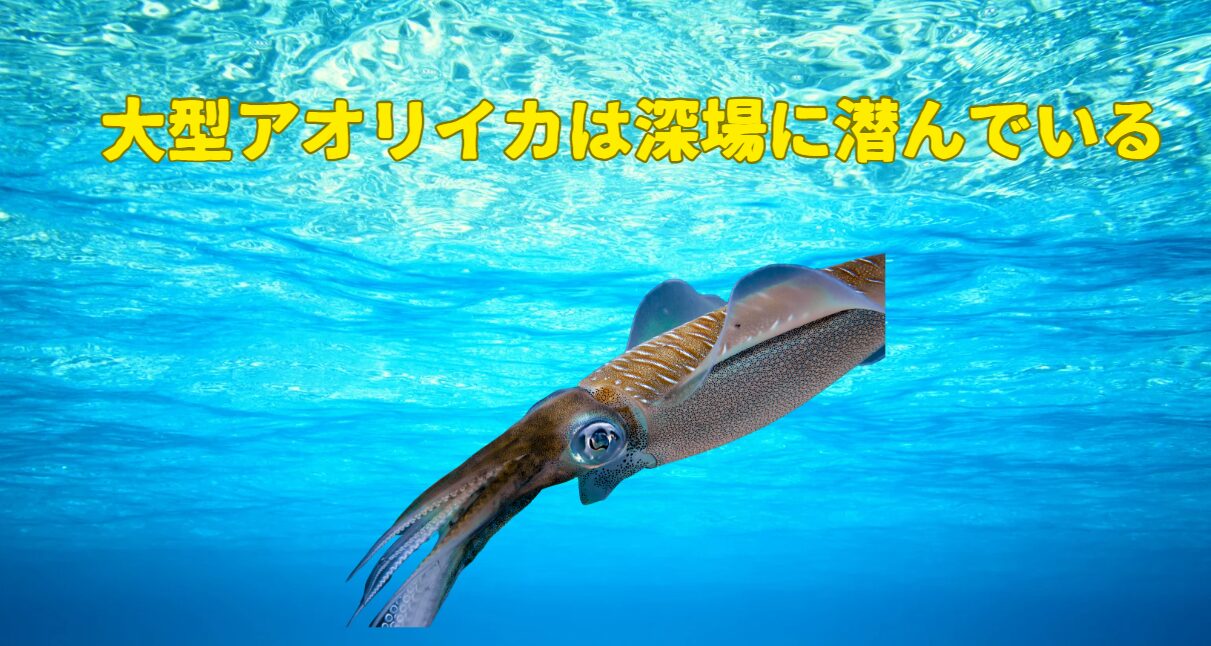 3kgクラスのアオリイカは深場(30~50m)にいることが多い。釣太郎