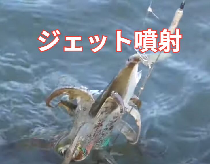 アオリイカの“ジェット噴射”とは？詳細説明。釣太郎