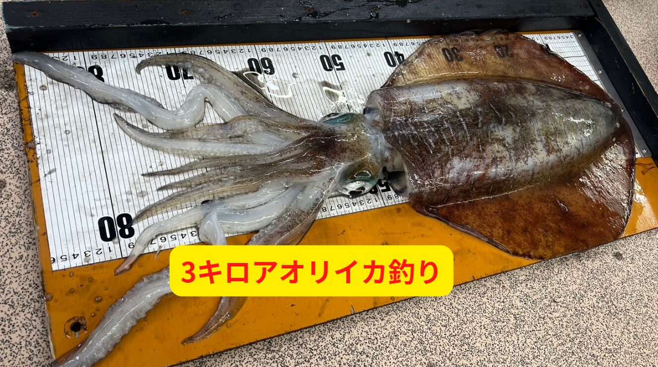 春の南紀でアオリイカ3キロを狙うなら。釣太郎