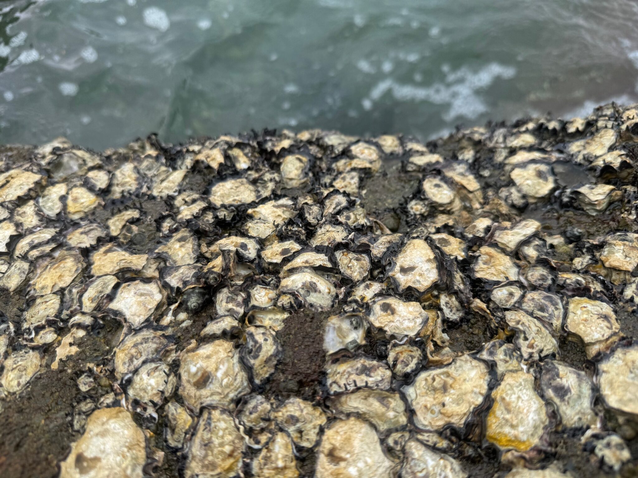 磯（いそ）には牡蠣（かき）がつきものというのは、牡蠣が磯の環境に適応して繁殖しやすいから。釣太郎
