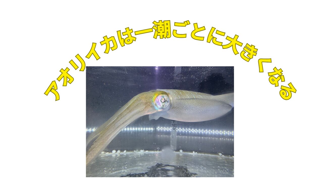 2キロのアオリイカが一潮で2.2キロ～2.5キロに成長する可能性があります。釣太郎