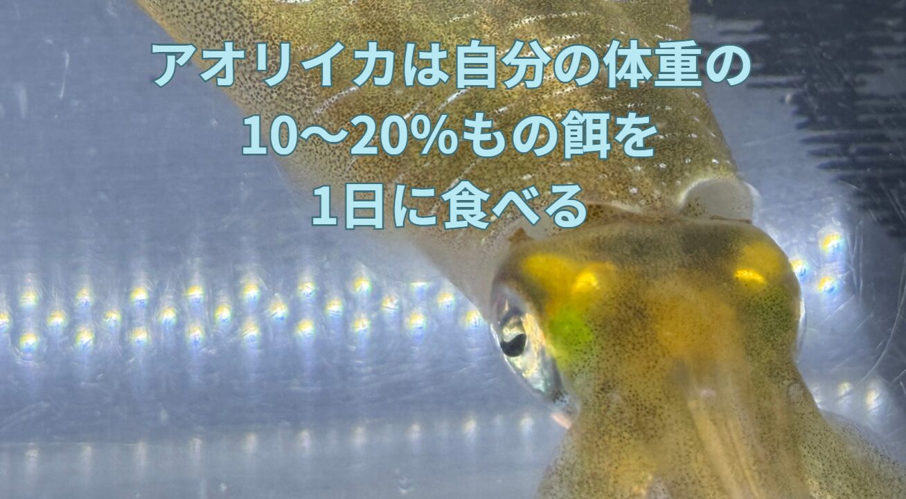 アオリイカは自重の15%程度のエサを毎日食べ釣大食漢。故に成長が早い。釣太郎