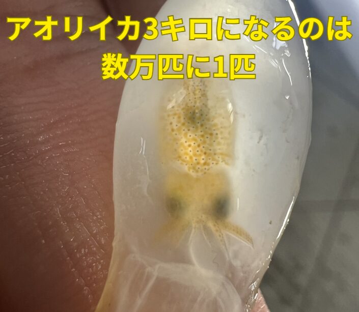 アオリイカ3キロになる可能性は数万匹に１匹。釣太郎