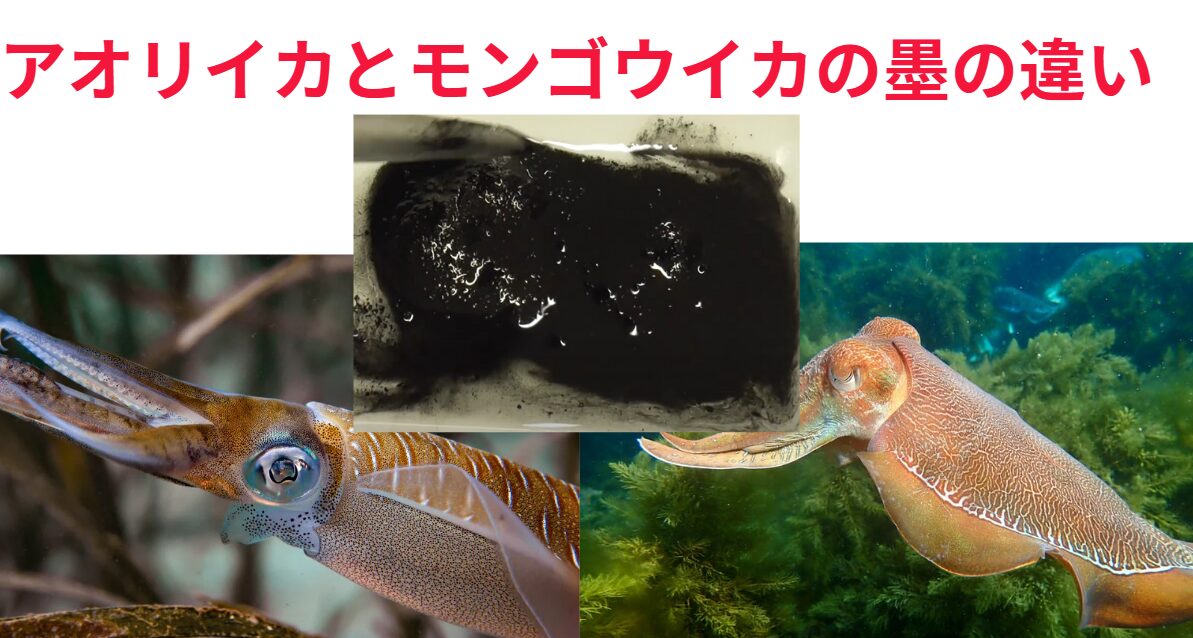 アオリイカとモンゴウイカの墨の違い!釣太郎