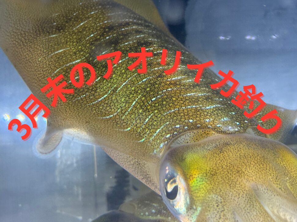 3月末の和歌山南紀アオリイカ釣りは、春の大型アオリイカを狙える絶好のチャンス。釣太郎