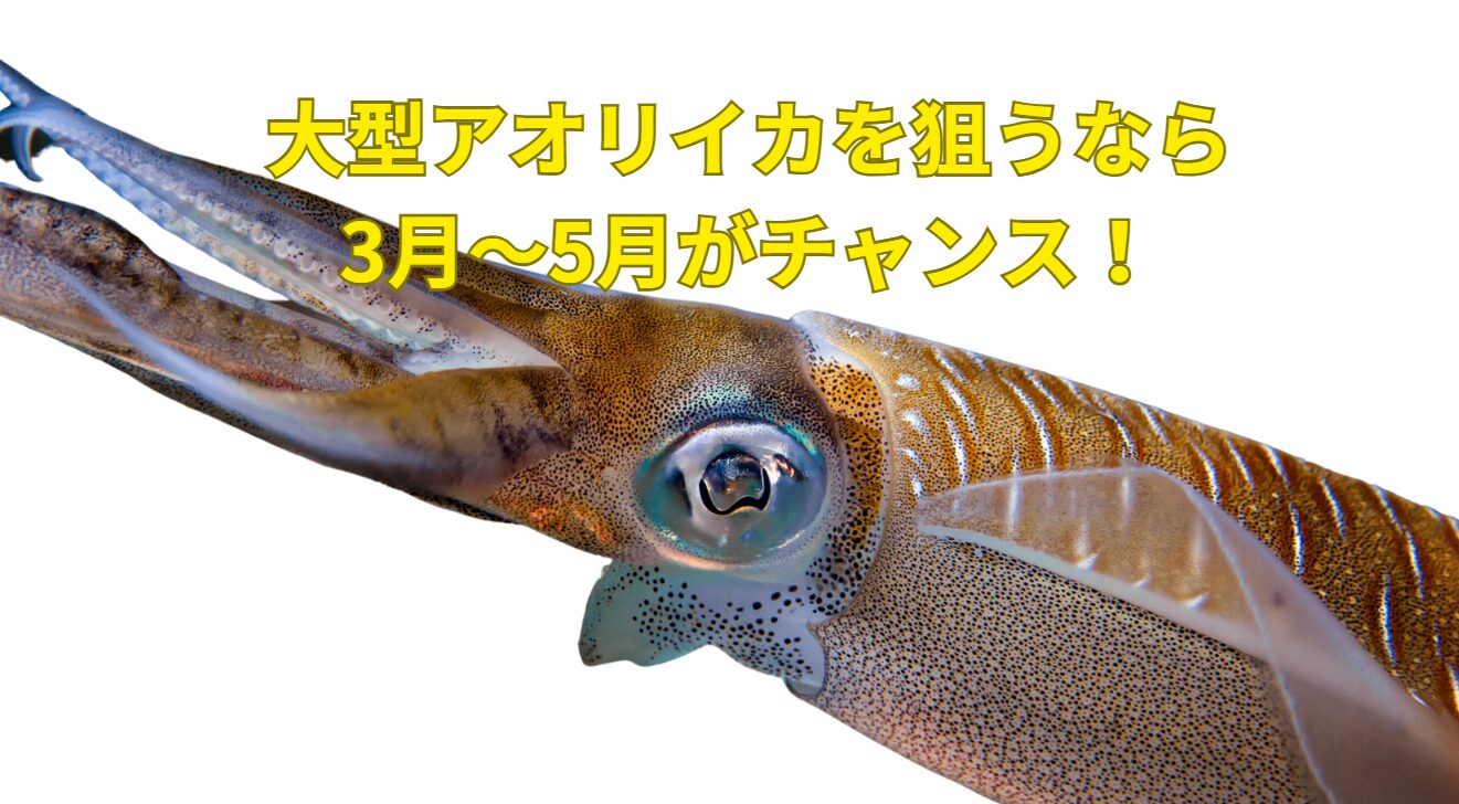 大型アオリイカを狙うなら3月～5月がチャンス！釣太郎