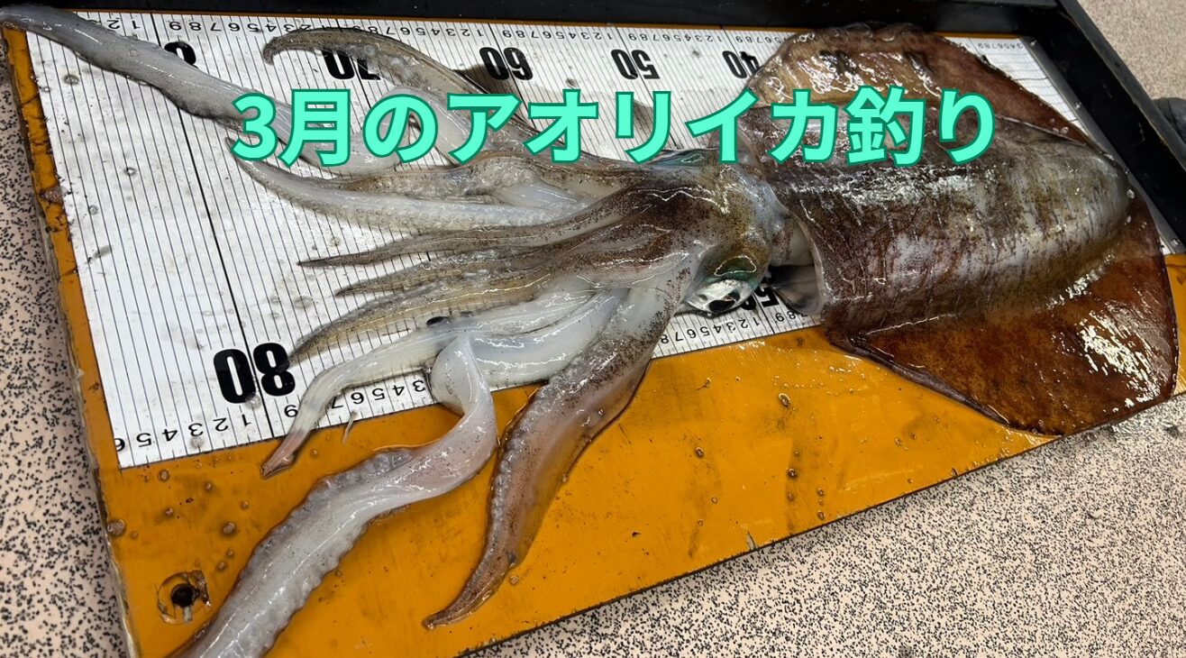 3月の南紀アオリイカは「ヤエン釣り」が最も有利！釣太郎