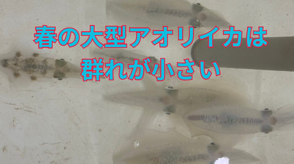 春の大型アオリイカは群れが小さく、秋とは対照的。釣太郎