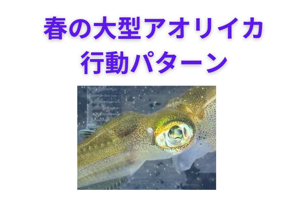 春の大型アオリイカ, 行動パターンを時間帯ごとに解説。釣太郎