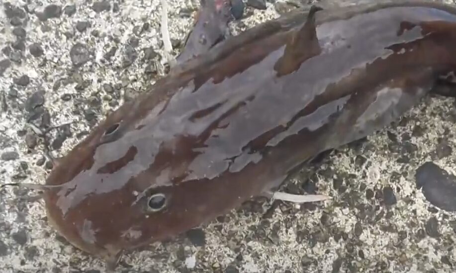 ゴンズイのトゲは危ない。なぜ硬くて毒があるのか説明。釣太郎