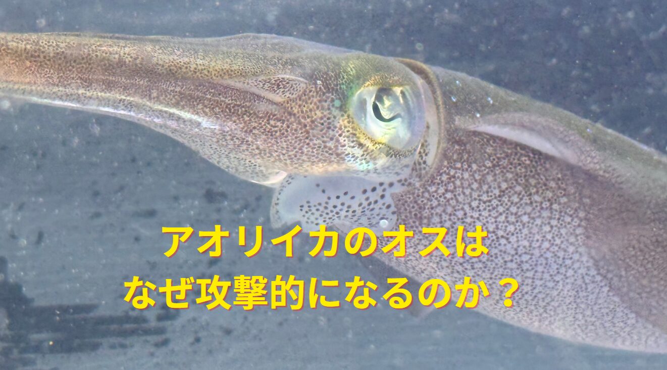 アオリイカのオスはなぜ攻撃的になるのか？釣太郎
