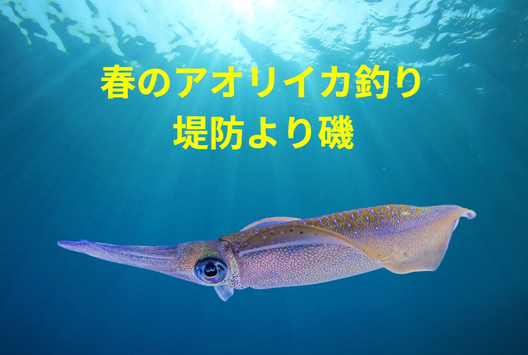 春のアオリイカ釣り、堤防より磯の方が有利?釣太郎