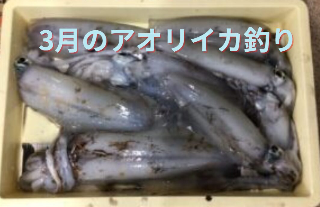 3月の南紀におけるアオリイカの特徴。釣太郎