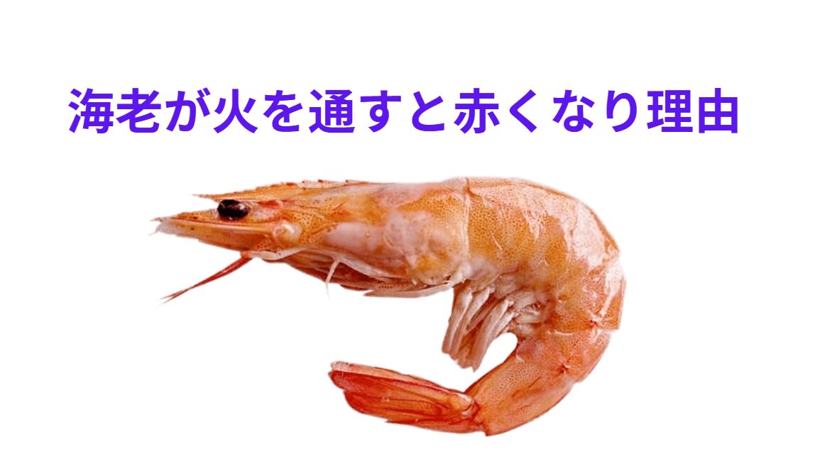 海老が火を通すと赤くなる理由説明。釣太郎