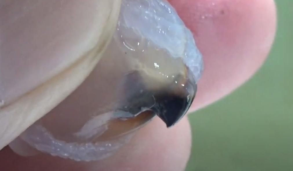 アオリイカのカラストンビとタコのトンビの違いとは？どっちが強力？釣太郎