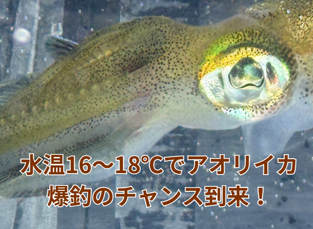 水温16～18℃でアオリイカ爆釣のチャンス到来！釣太郎