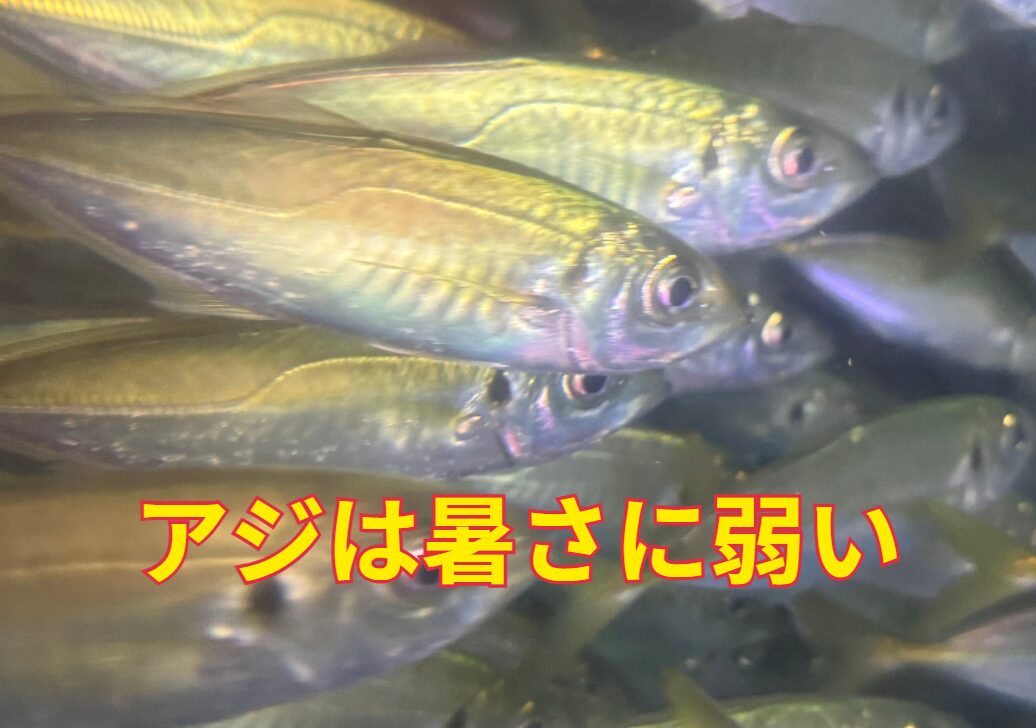 気温が上がると活アジが弱くなる理由説明。アオリイカ釣りヤエン入門。釣太郎