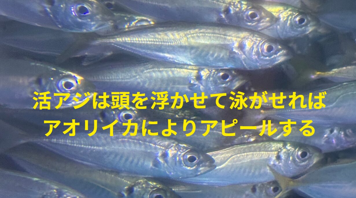 活アジを「頭を上にした斜め状態」にすると、アオリイカの食いつきが良くなる。ヤエン釣りのコツ説明。釣太郎