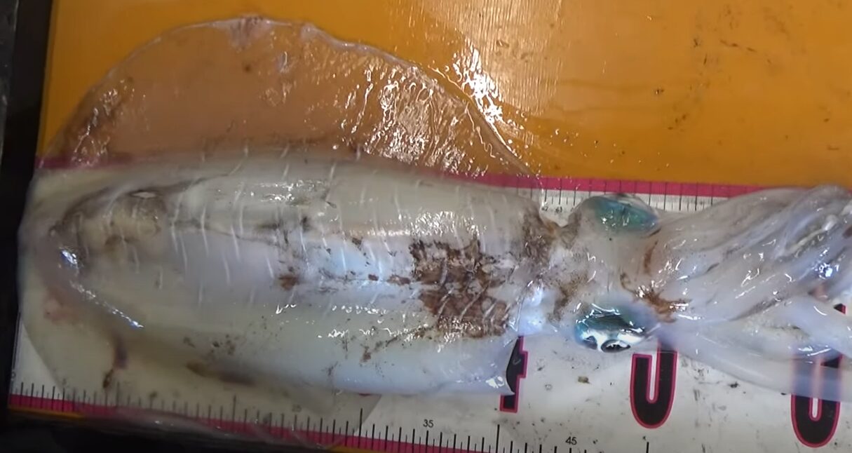 アオリイカ3キロ釣るなら、和歌山南紀へお越しください。釣太郎