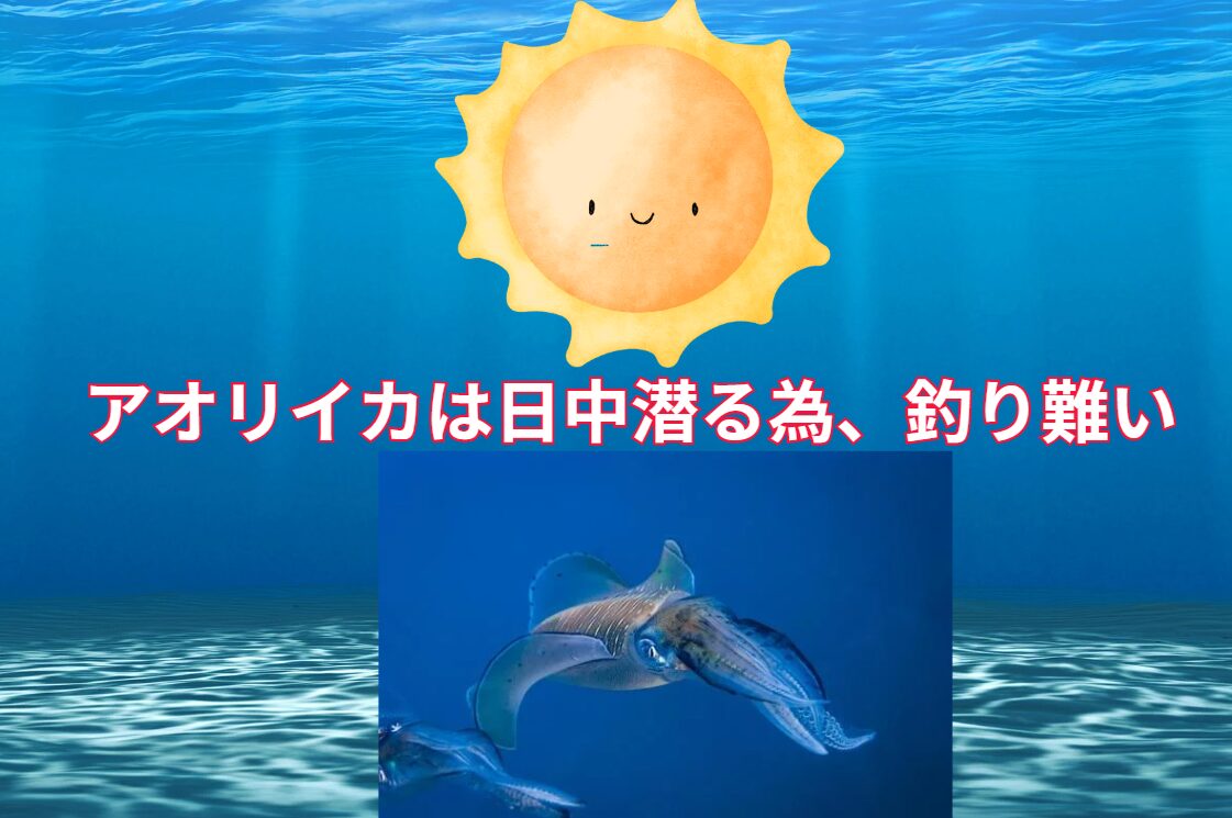 アオリイカは日中深く潜る為。釣り難くなることが多い。釣太郎