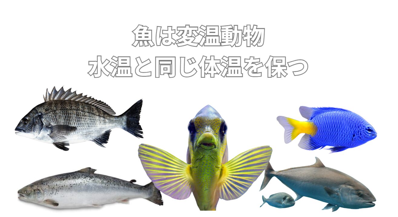 魚は変温動物であり、水温と同じ体温を保ちます。釣太郎