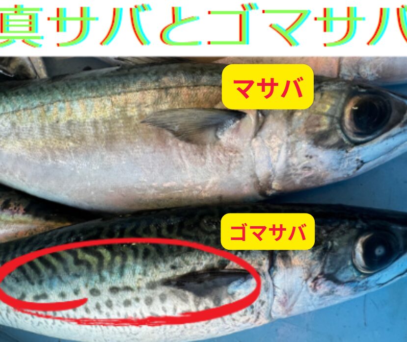 ゴマサバと真サバの違いと見分け方説明。釣太郎