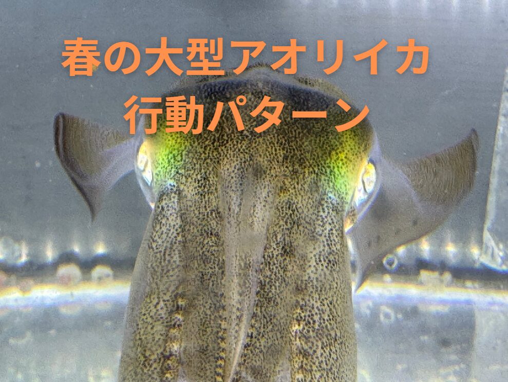 時間帯別の春アオリイカ攻略法解説。釣太郎