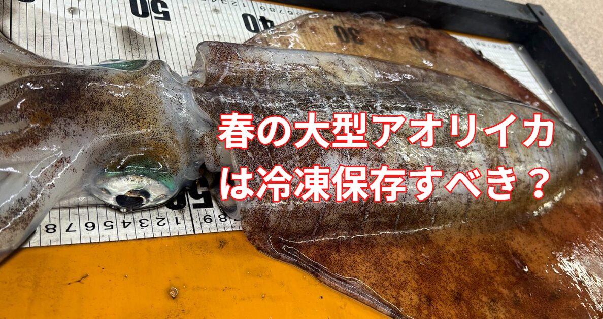 春の大型アオリイカは冷凍すべき?釣太郎