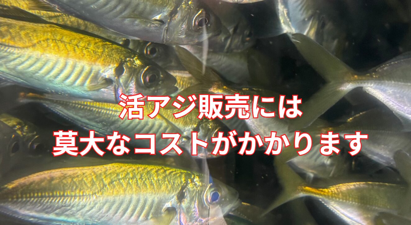 アオリイカ釣り用エサの活アジには、莫大なコストがかかっています。釣太郎