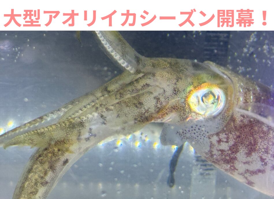 春の大型アオリイカ釣りシーズン開幕。活アジあります。釣太郎
