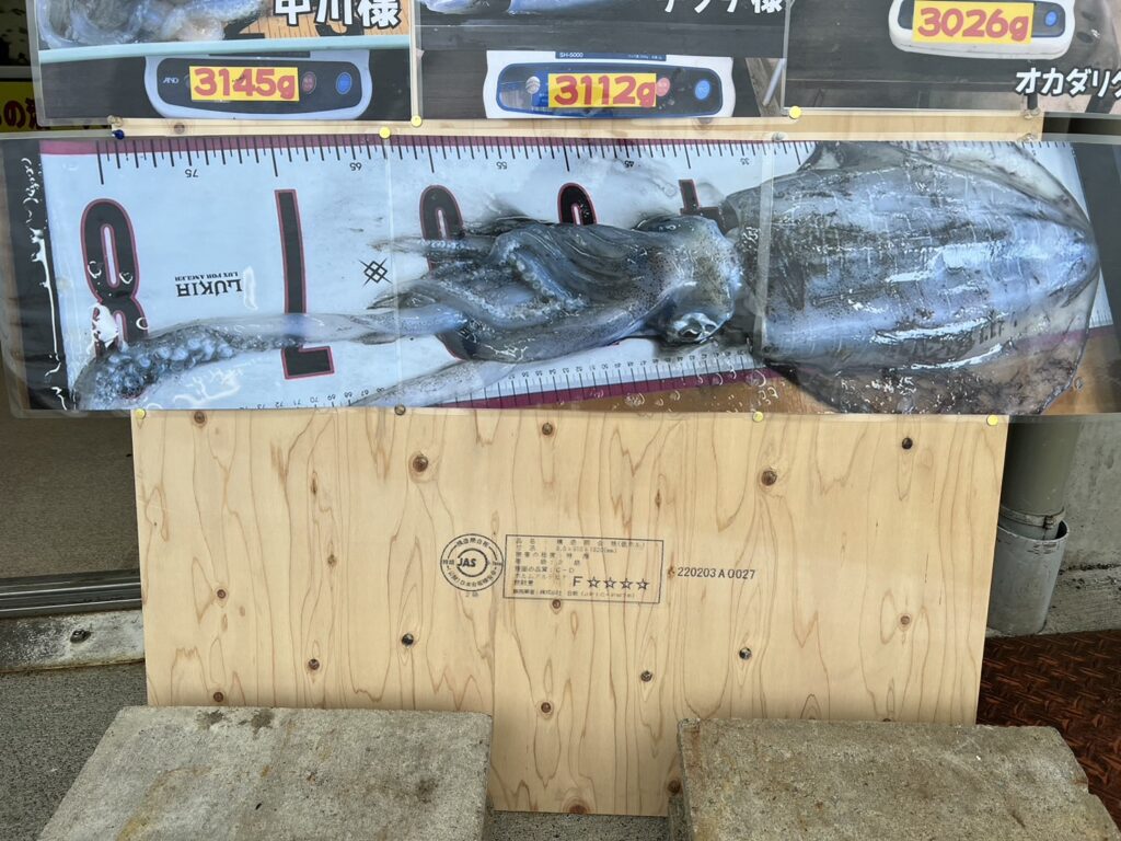3kgのアオリイカが捕食する魚のサイズ。釣太郎
