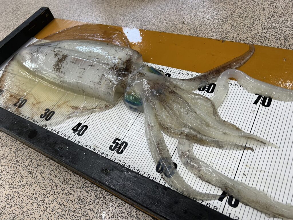 啓蟄とともにアオリイカ釣りが始まります。釣太郎