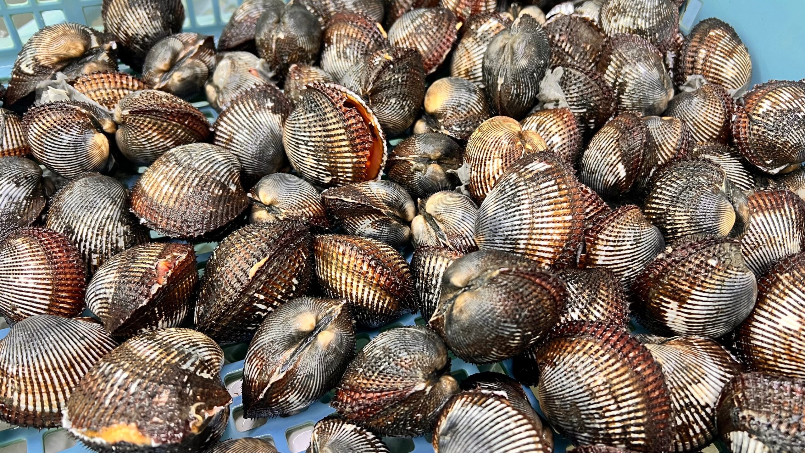 春の石鯛釣りエサのサルボウ貝。釣太郎