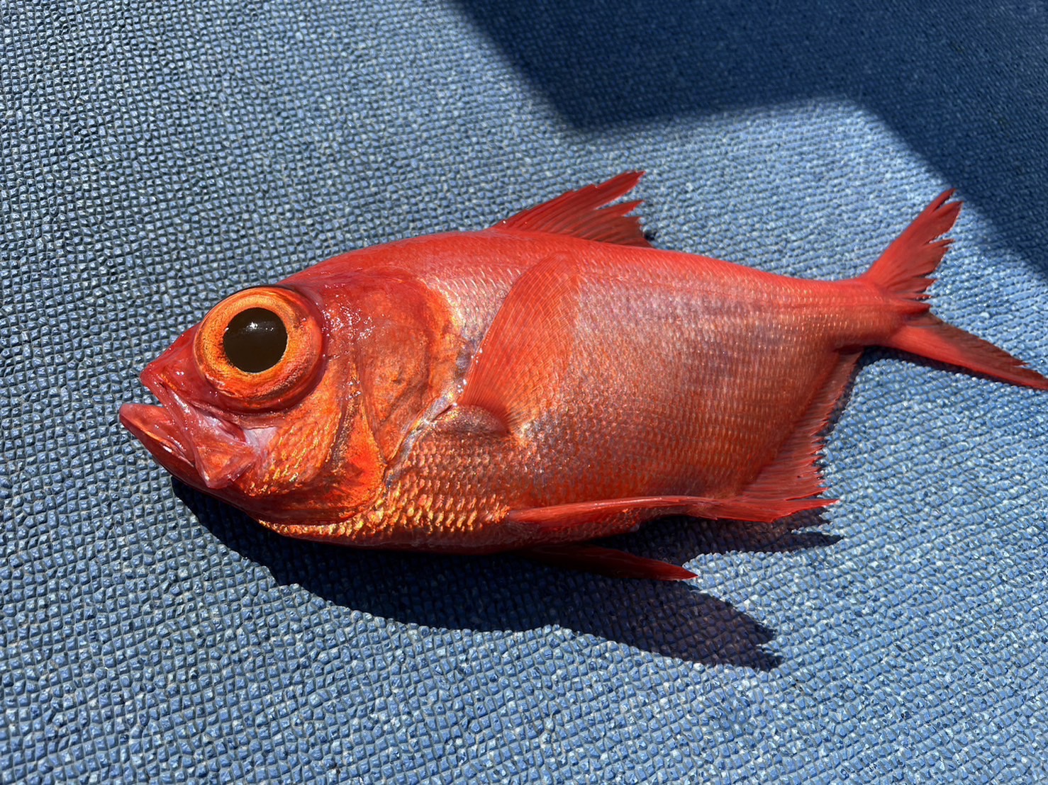 フウセンキンメダイ（トリキンメ）は高級魚斤目の最上級品で、別格にウマイ魚。釣太郎