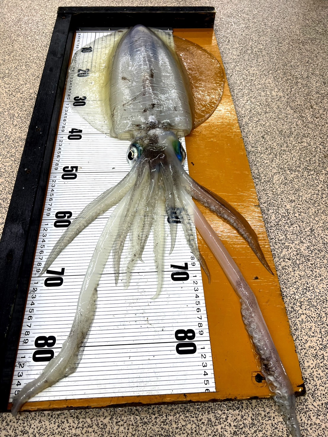 春の訪れとともに、関西のアオリイカ釣り師たちがこぞって南紀地方へ足を運ぶ理由。釣太郎