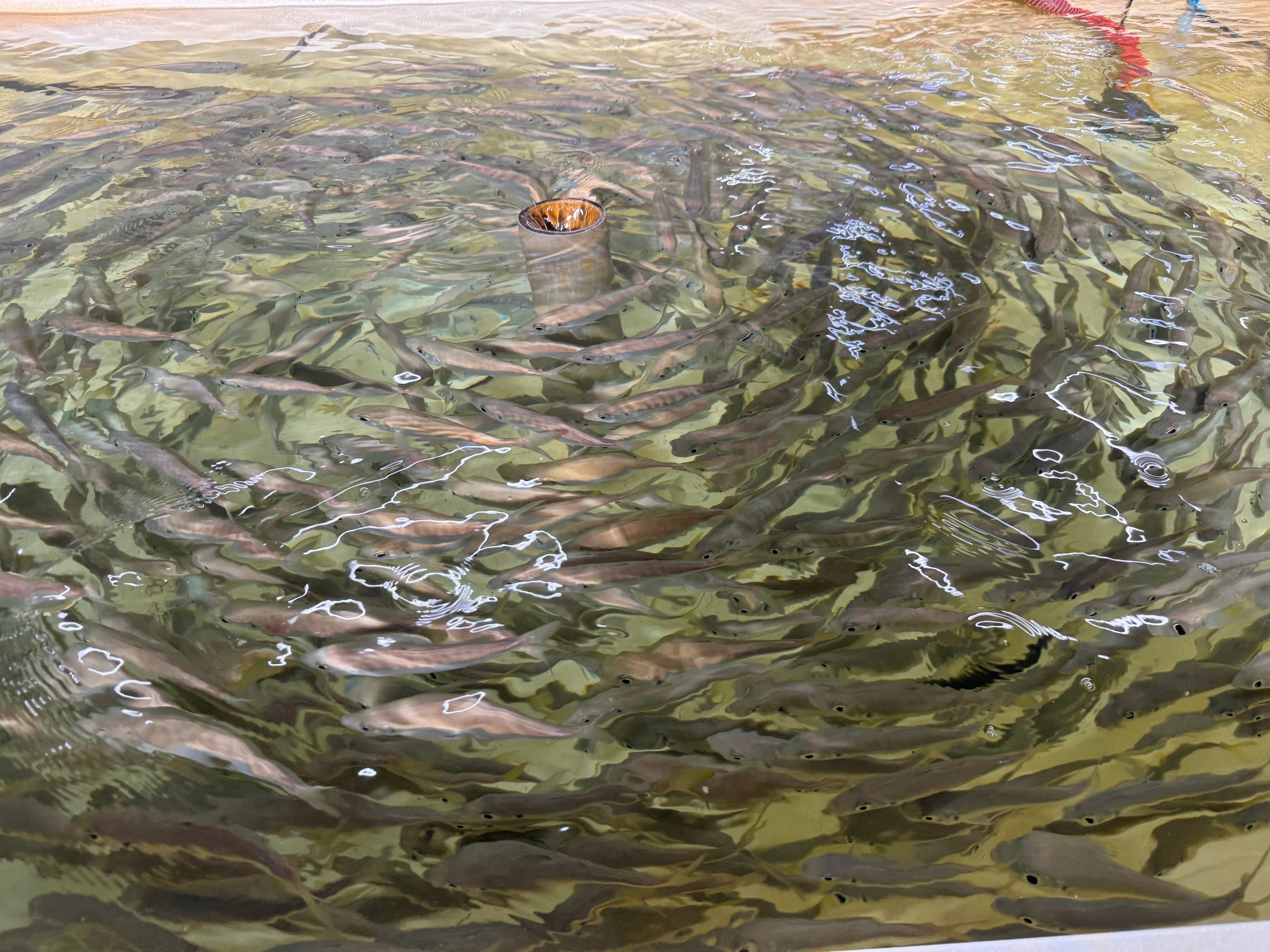 アオリイカ釣り用活アジの在庫は県下一の釣太郎。