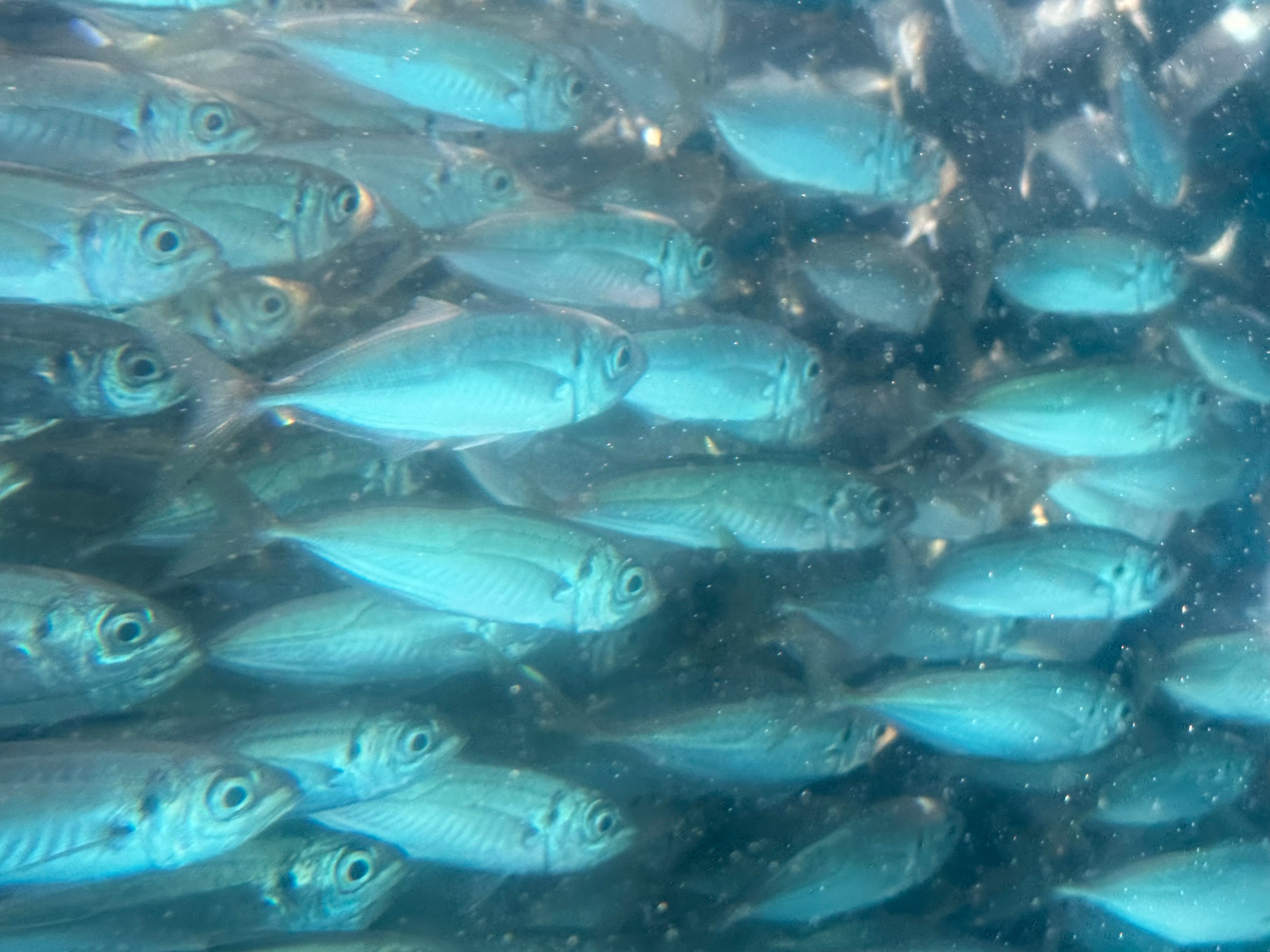 アオリイカ釣り用活アジは県下最大の水槽で、大量に確保しています。釣太郎