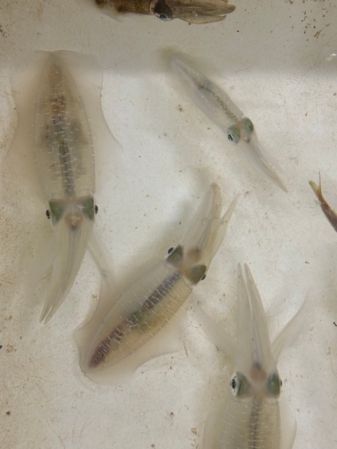 春の大型個体(2kg、3kgクラス)の群れの特徴説明。釣太郎