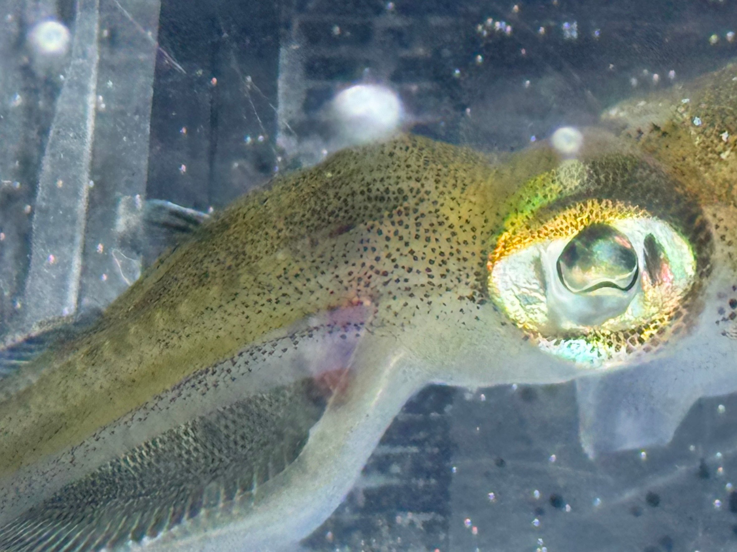 アオリイカが水温を感じる部位については、主に皮膚（外套膜）と触腕・腕の感覚器官。釣太郎