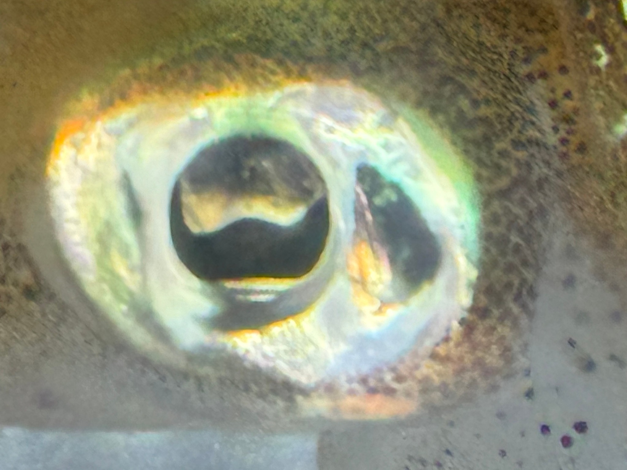 アオリイカの視力は、一般的な魚よりも優れています。ほぼ360度の広視野を持ち、死角がほぼない。釣太郎