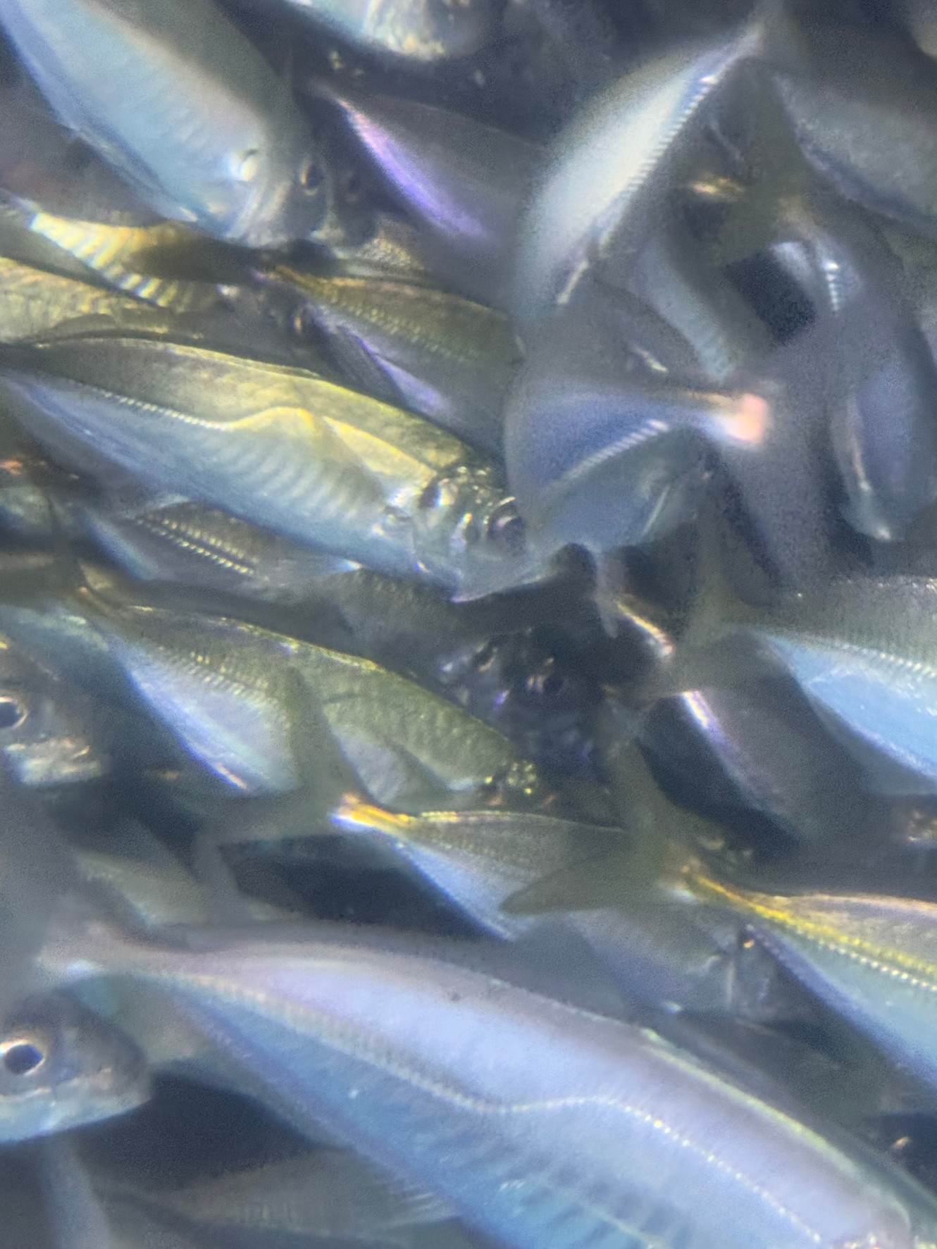 活けアジあります。春のアオリイカ釣り絶好調の南紀地方。釣太郎