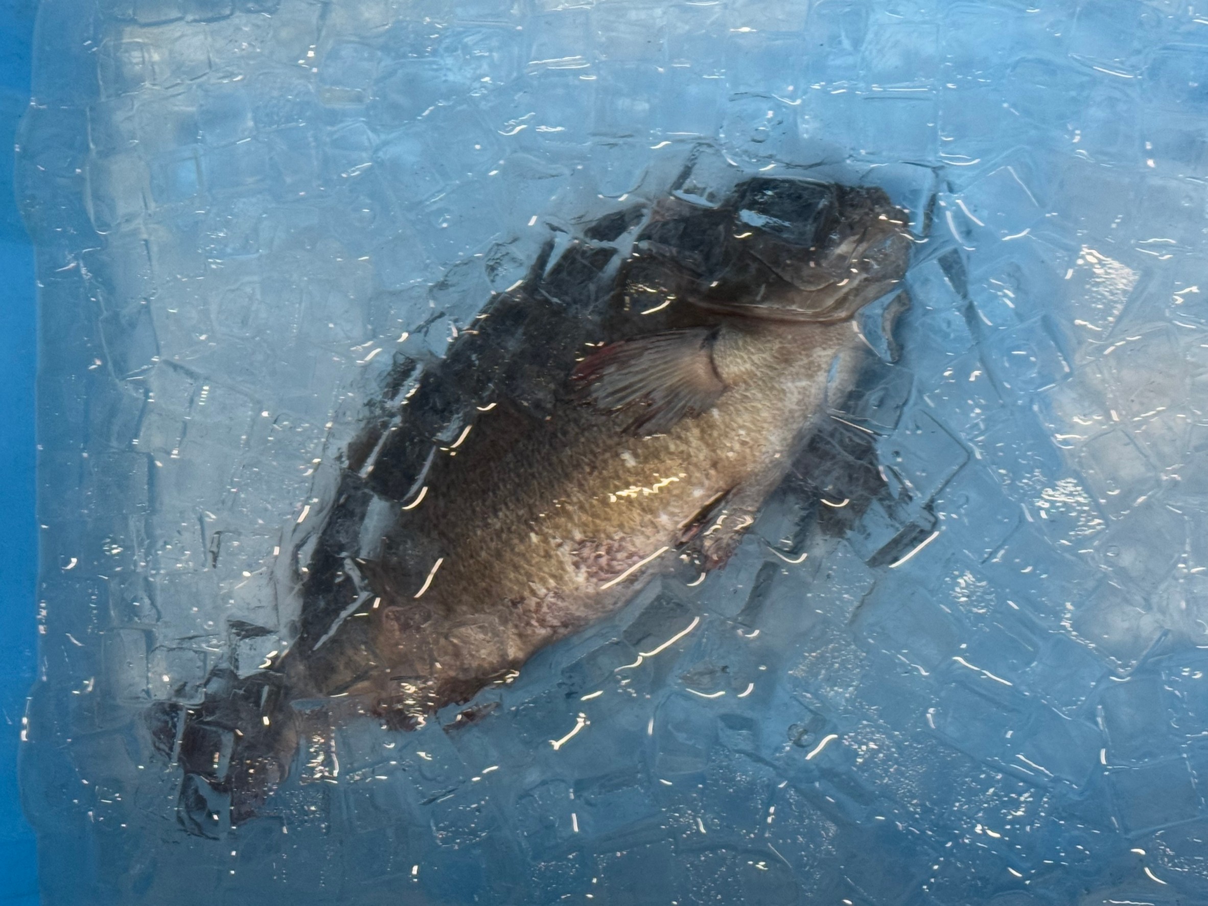 魚を海水氷（氷＋海水）で冷やすのが最善な理由。釣太郎