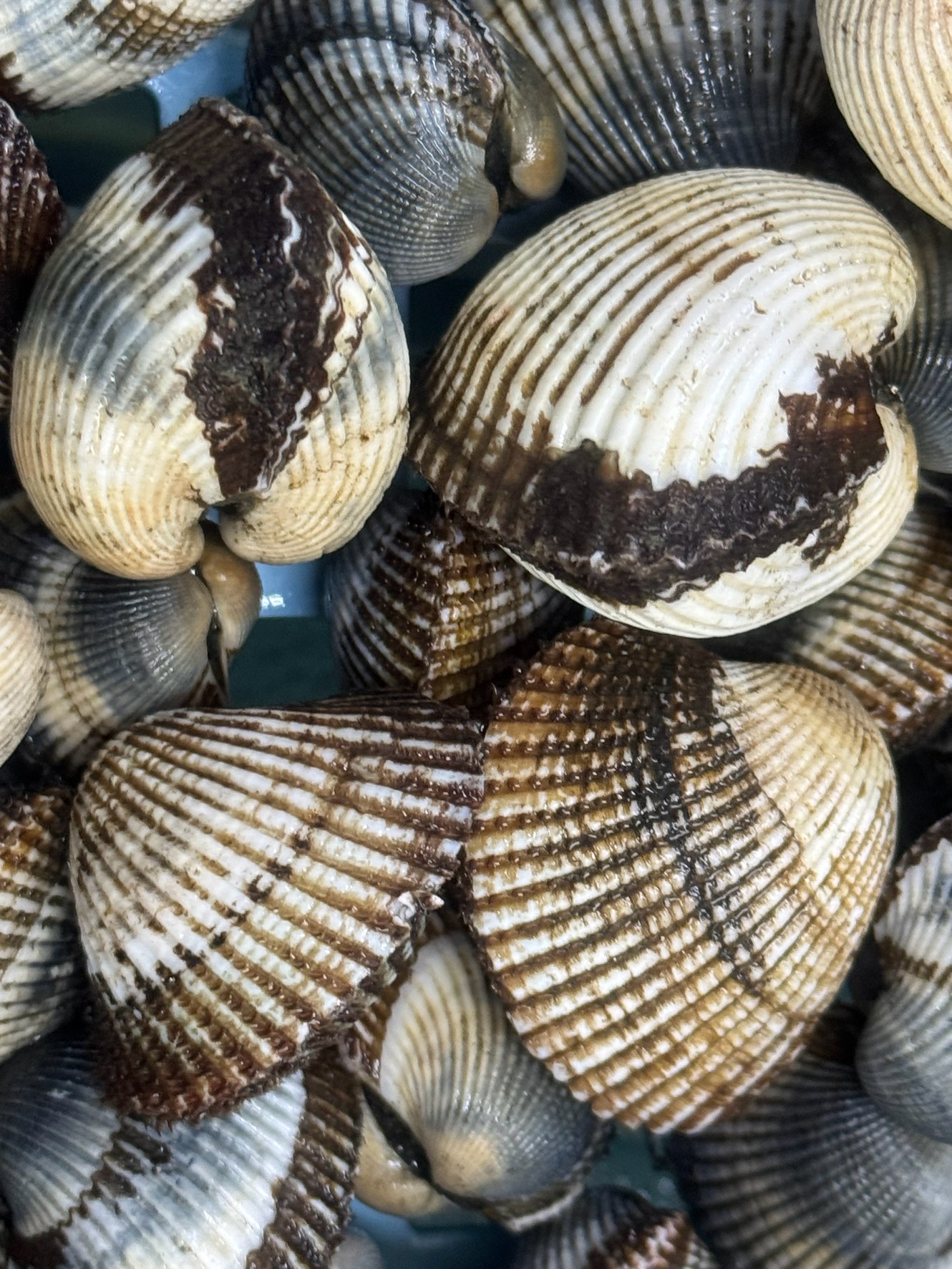 近年、サルボウ貝(底もの釣りエサ)が激減している理由は、複合的な要因が絡み合っています。釣太郎