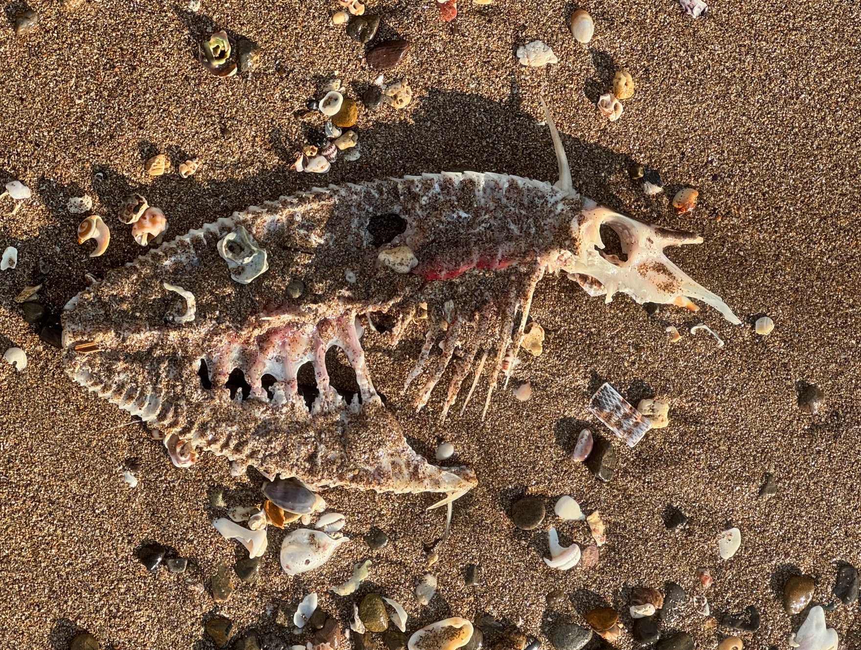 骨だけになった魚は砂浜の定番。どれくらいでこれくらいになる？何年で骨はなくなる？釣太郎